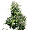 California Indica 10 semillas regulares