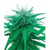 Ruderalis Indica 10 semillas regulares