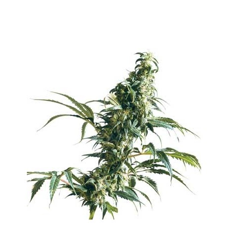 Mexican Sativa 10 semillas regulares