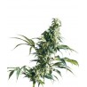 Mexican Sativa 10 semillas regulares