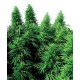 Ruderalis Skunk 10 semillas regulares