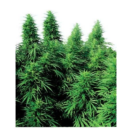 Ruderalis Skunk 10 semillas regulares