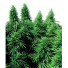 Ruderalis Skunk 10 semillas regulares