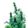 Early Skunk 10 semillas regulares