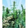 Outdoor Mix 25 semillas regulares