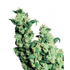 Jack Herer 10 semillas regulares