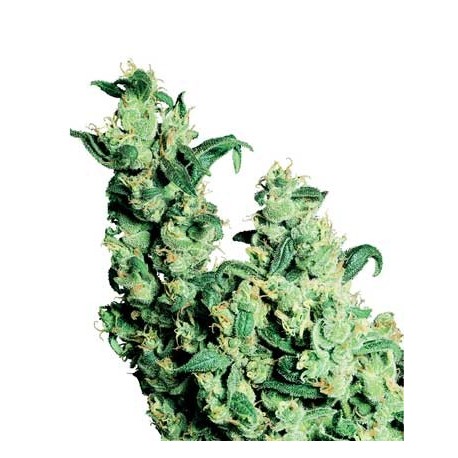 Jack Herer 10 semillas regulares