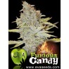 Furious Candy