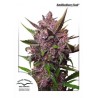 Auto Blackberry Kush