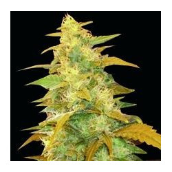 Afghan Kush (3 semillas)