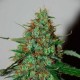 Neville Haze Auto (3 semillas)