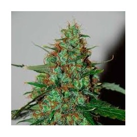 Neville Haze Auto (3 semillas)