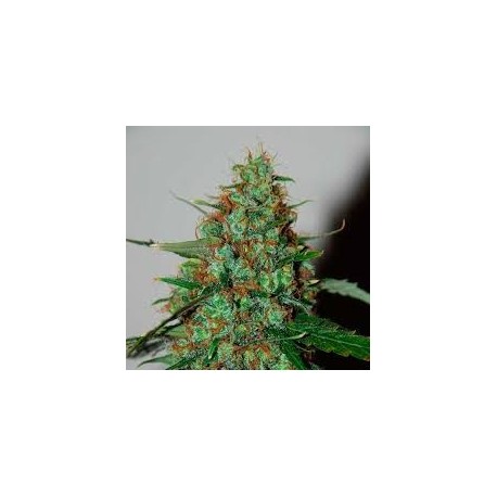 Neville Haze Auto (3 semillas)