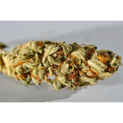 1024 (3 semillas) feminizadas de Medical seeds en Semillalandia.com 1024 (3 semillas) feminizadas de Medical seeds en Semillalandia.com