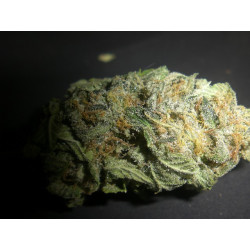 Amnesia Bilbo Auto de Genehtik