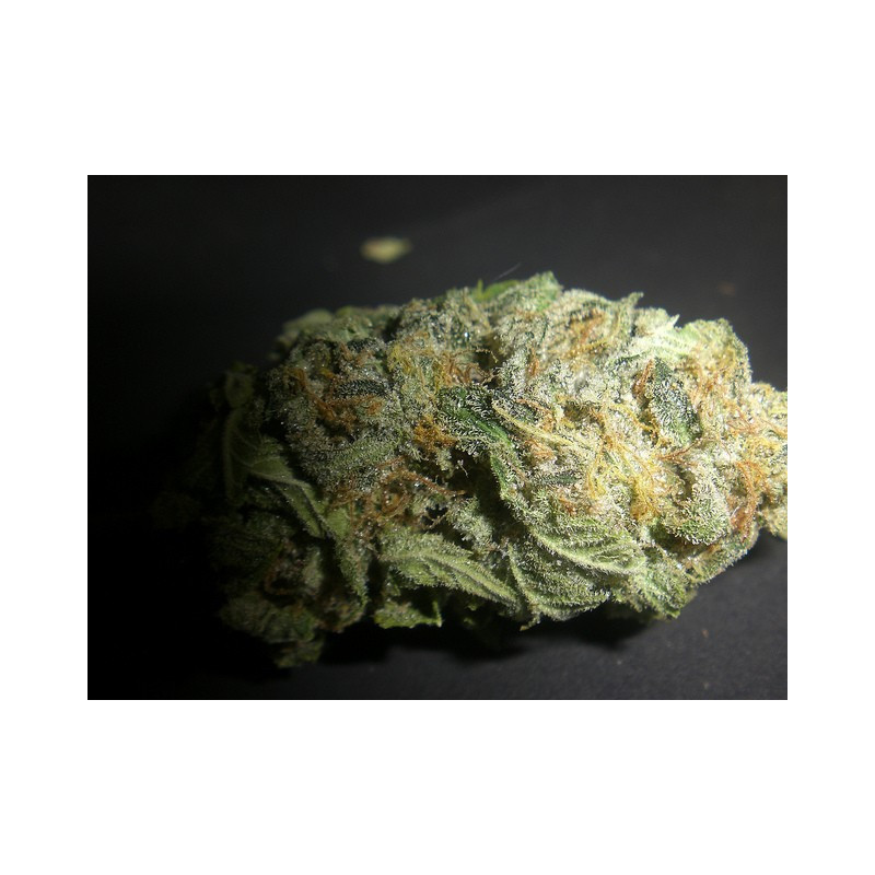 Amnesia Bilbo Auto de Genehtik