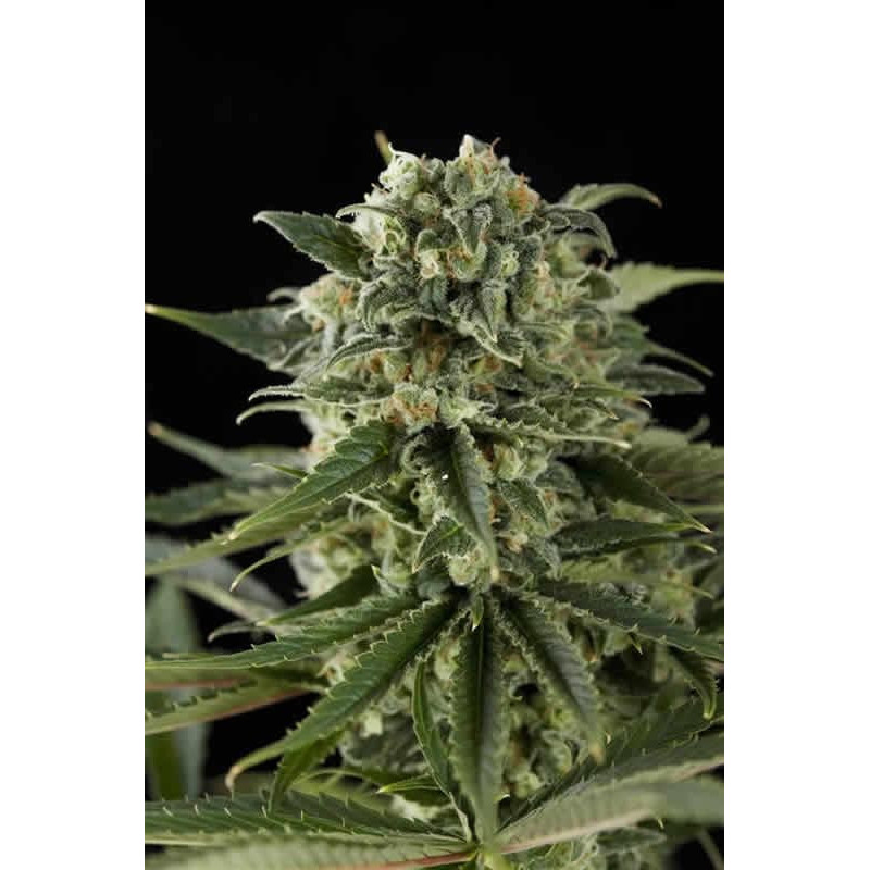 Amnesia Bilbo Auto de Genehtik