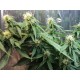 ASSORTED AUTO