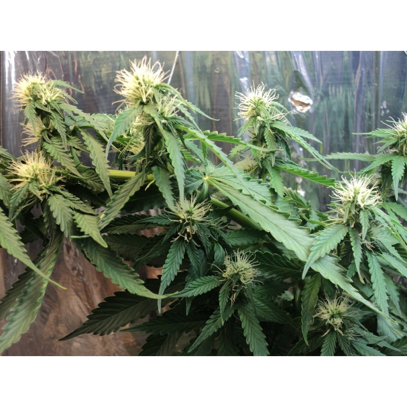 ASSORTED AUTO autoflorecientes de Buddha Seeds