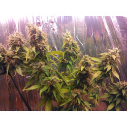 ASSORTED AUTO autoflorecientes de Buddha Seeds