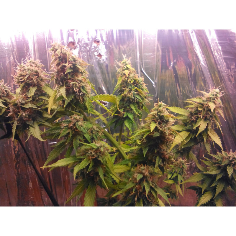 ASSORTED AUTO autoflorecientes de Buddha Seeds