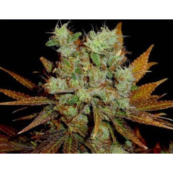 Auto Somango de Advanced Seeds Auto Somango de Advanced Seeds