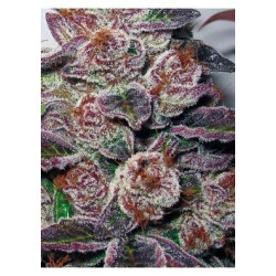 Canadian Kush (3 semillas) feminizadas de Medical seeds en... Canadian Kush (3 semillas) feminizadas de Medical seeds en...