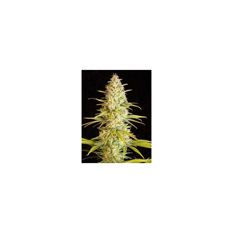 Critical x Jack Herer Auto (3 semillas) de Delicious Seeds