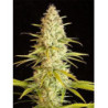 Critical x Jack Herer Auto (3 semillas) de Delicious Seeds