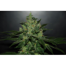 Critical x Jack Herer Auto (3 semillas) de Delicious Seeds