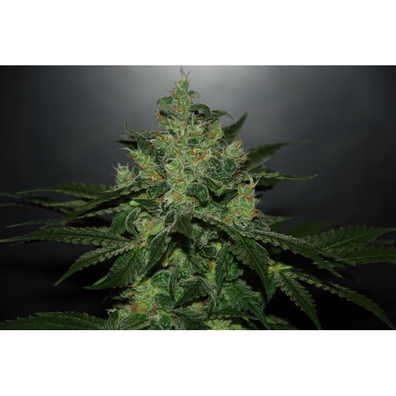 Critical x Jack Herer Auto (3 semillas) de Delicious Seeds