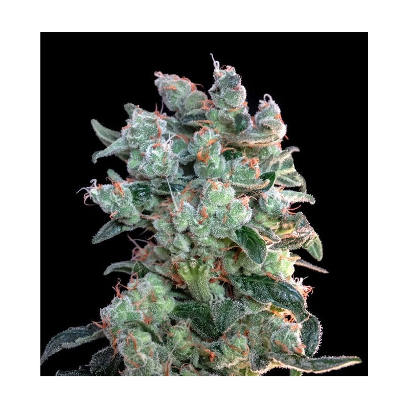 Semillas Santa Bilbo