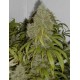 Semillas Original Amnesia Auto