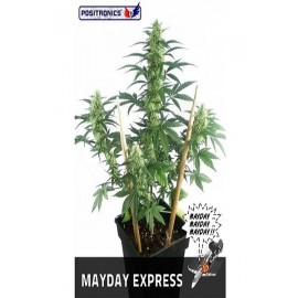 May Day Express (3 semillas)