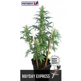 May Day Express