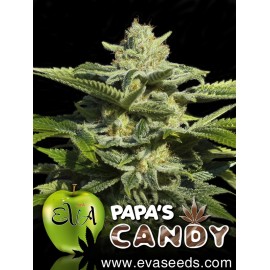 Papa's Candy