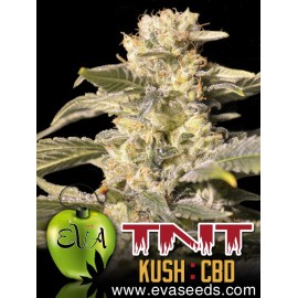 TNT Kush CBD (3 semillas)