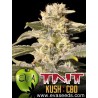TNT Kush CBD (3 semillas)