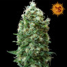 Phatt Fruity feminizadas de Barney's Farm