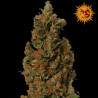 Red Diesel feminizadas de Barney's Farm