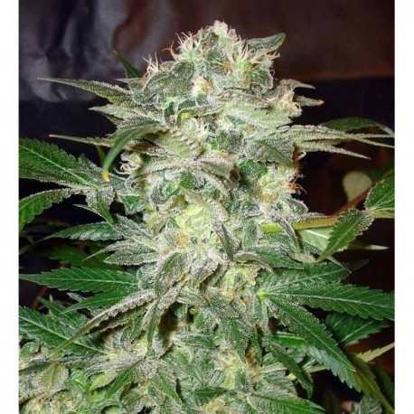 Mazar Kush feminizada