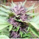 Dark Purple Auto