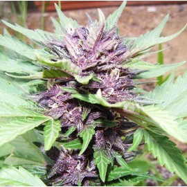 Dark Purple Auto