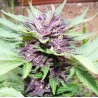Dark Purple Auto