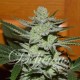 Semillas Desconocida Kush de Delicious Seeds