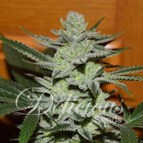 Semillas Desconocida Kush de Delicious Seeds