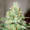 Jagg Kush feminizadas de Delicious Seeds