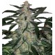 Jack Herer 10 semillas regulares