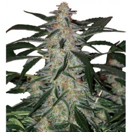 Jack Herer 10 semillas regulares