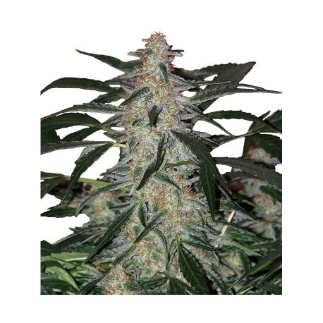 Jack Herer 10 semillas regulares